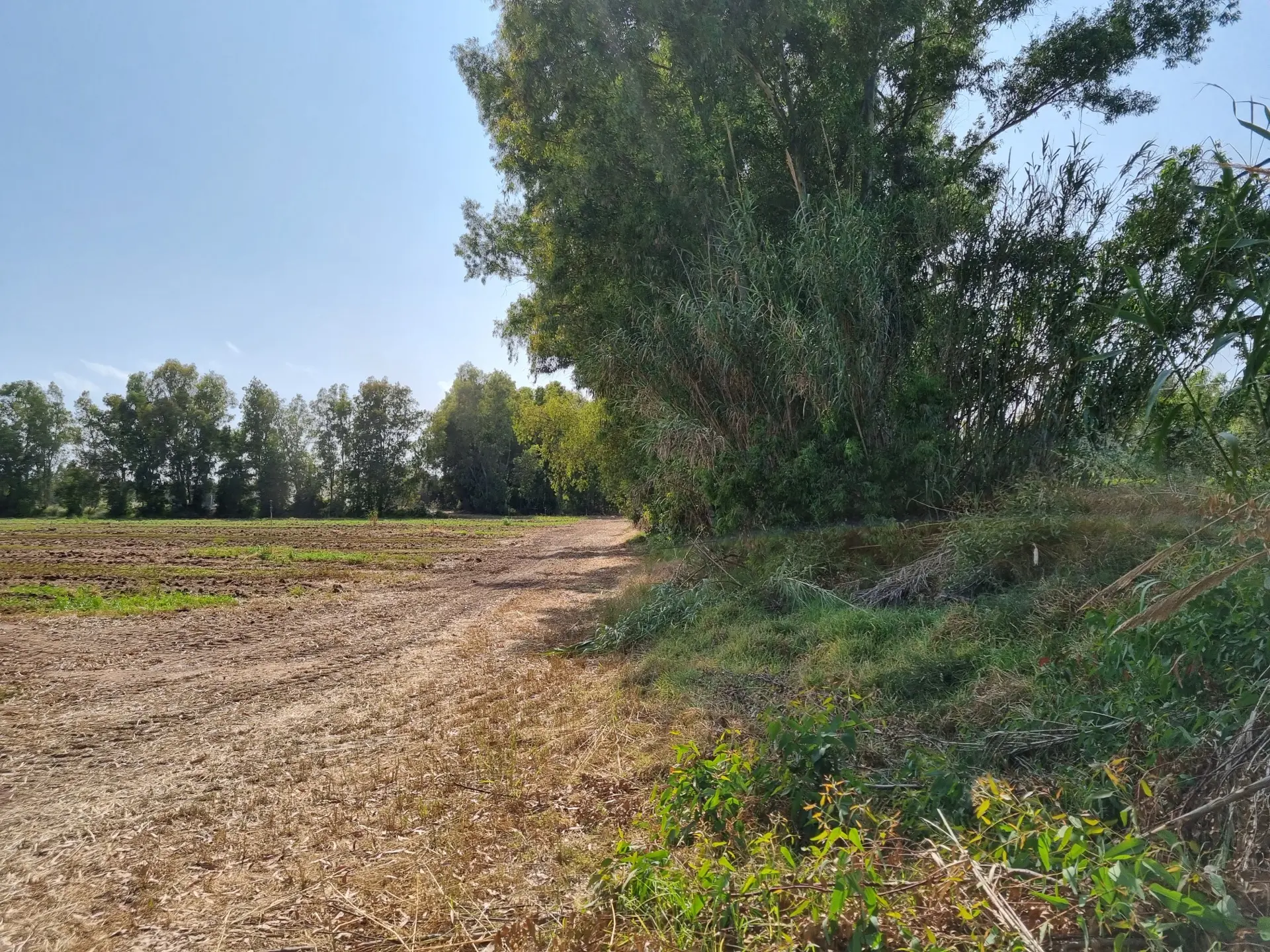 Stato originale - Fotoinserimenti per impianto agrivoltaico utility-scale (~10 MW) – valutazione impatto visivo
