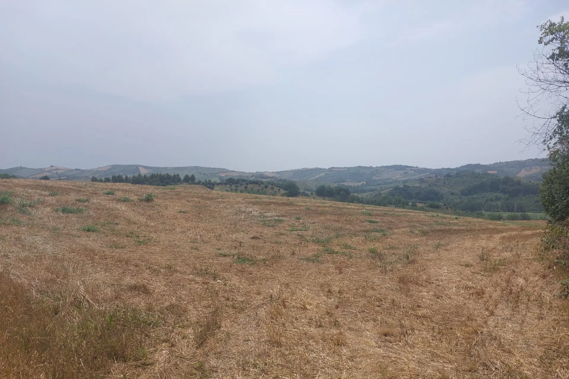 Stato originale - Fotoinserimenti per impianto agrivoltaico utility-scale (~25 MW) – valutazione impatto visivo