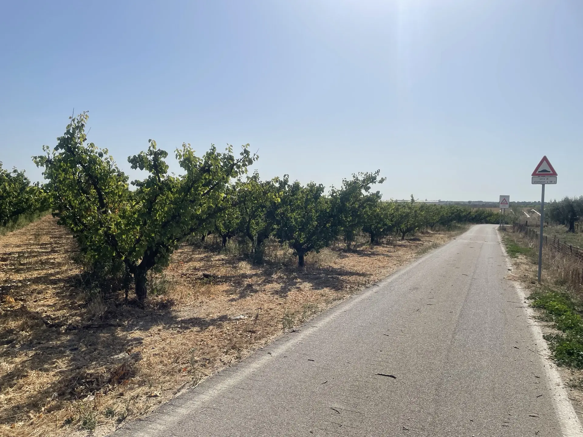 Stato originale - Fotoinserimenti per impianto agrivoltaico utility-scale (~25 MW) – valutazione impatto visivo