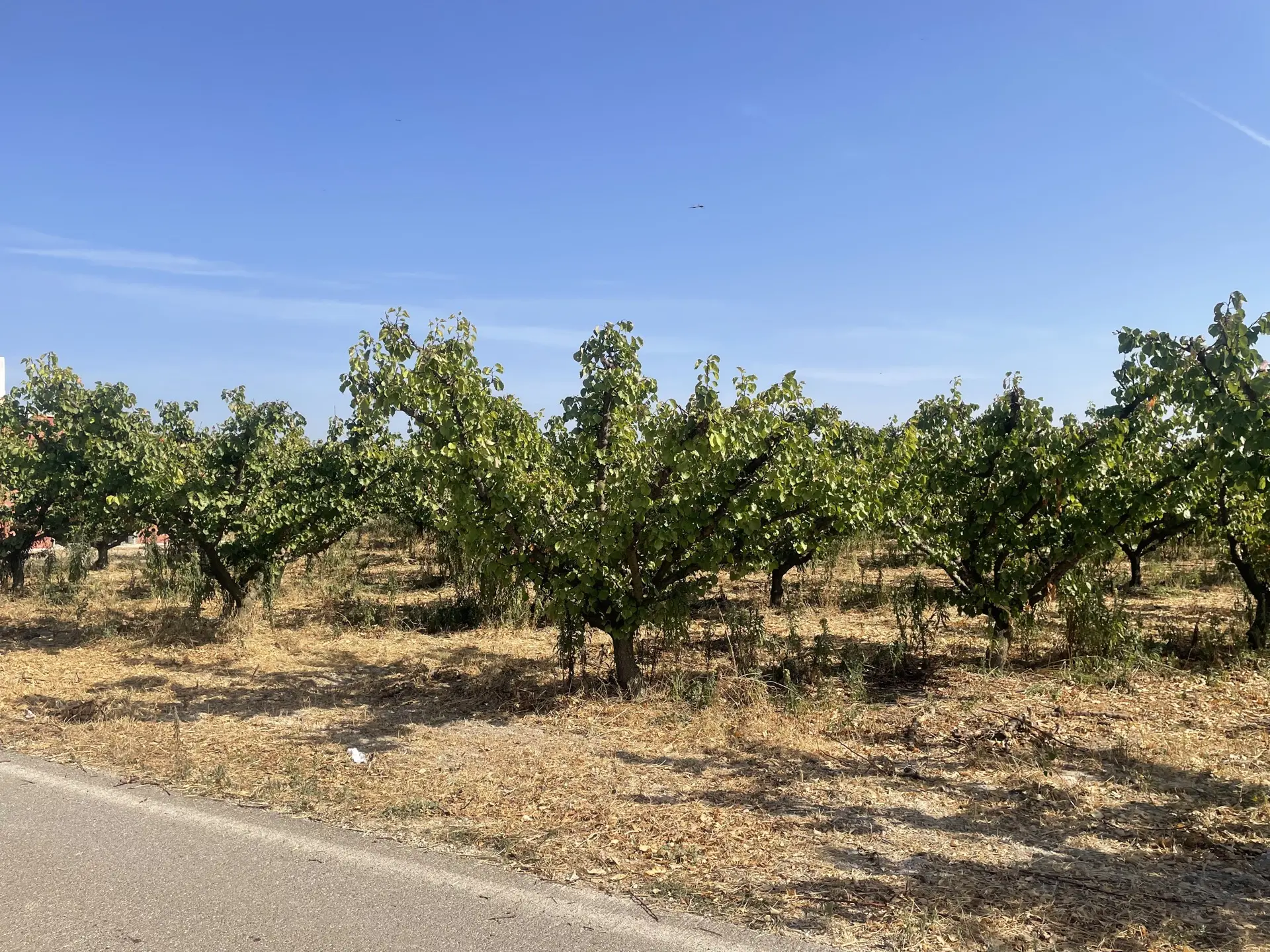 Stato originale - Fotoinserimenti per impianto agrivoltaico utility-scale (~25 MW) – valutazione impatto visivo