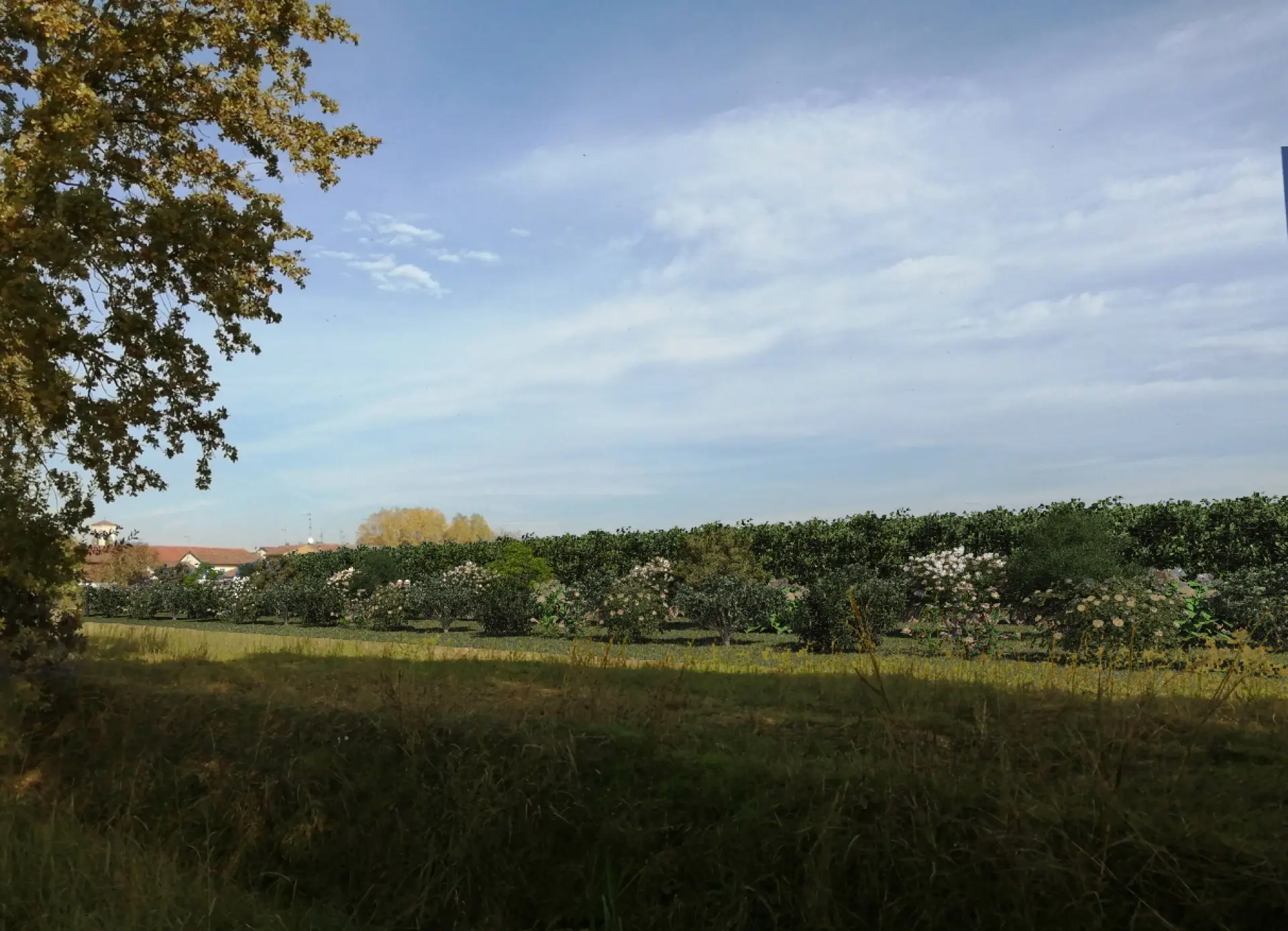 Render fotorealistico - Fotoinserimenti per impianto agrivoltaico utility-scale (~10 MW) – valutazione impatto visivo
